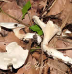 Photo 4 : Clitopile petite prune, Clitopilus prunulus fait son apparition parfois tÃ´t en saison (22/08/2004)