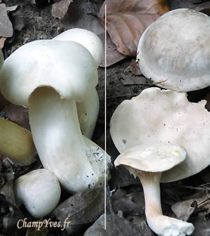 Photo 5 : Ne surtout pas confondre : Ã  gauche : Entoloma lividum mÃ©chant toxique, Ã  droite : Clitopilus prunulus, bon comestible, dit le meunier pour sa forte odeur et saveur de farine.
