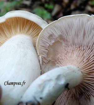 Photo 6 : Comparatif sur les lames : Ã  gauche : jeune Entoloma lividum aux lames jaunes ;  Ã  droite : Clitopilus prunulus aux lames dÃ©jÃ  bien colorÃ©es des spores roses.