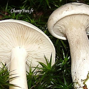 Photo 8 : Comparatif des deux champignons, Ã  noter que les lames du jeune Clitopilus prunulus sont blanches, elles ne prendront leur teinte rose quâÃ  la maturation des spores.