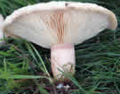 Lactaire pubescent : Lactarius pubescens ou Lactarius blumii / Photo 1/ 
