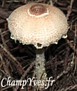 Lepiota ventriosospora, LÃ©piote Ã  spores ventrues.