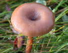 Pseudoclitocybe expallens, Clitocybe palissant.