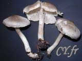 Photo de champignon : Tricholoma argyraceum, tricholome argentÃ©,.