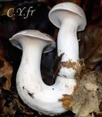 Clitocybe nebularis
