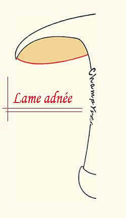 Champignon Ã  lame adnÃ©e, colÃ©e au pied.