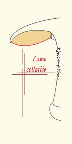 Champignons Ã  lames collariÃ©es, colÃ©es au collarium.