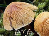 Cystoderma amianthinum var. rugosoreticulatum