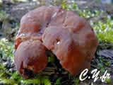 Discina parma, Gyromitra parma