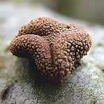 Encoelia furfuracea, EncÃ©lie furfuracÃ©e.