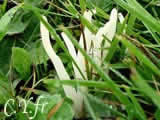 Clavaire fragile, Clavaria fragilis