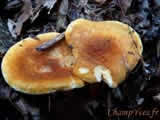 Hygrophoropsis fuscosquamula