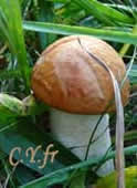 Leccinum albostipitatum, Bolet orangÃ© des peupliers.