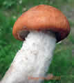 Leccinum albostipitatum, Bolet orangÃ© des peupliers.