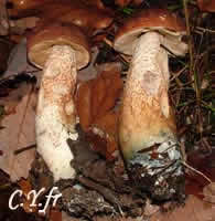 Photo 2 : Bolet des chÃªnes, notez la base bleue.