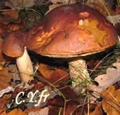 photo 3 : Leccinum aurantiacum, bolet des chÃªnes ou bolet du chÃªne.
