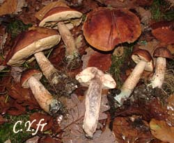 Photo 4 :  Leccinum aurantiacum, bolet des chÃªnes, sous chÃªnes, bien sÃ»r !