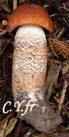 Photo 1 : Leccinum aurantiacum, le bolet orangÃ© des chÃªnes.