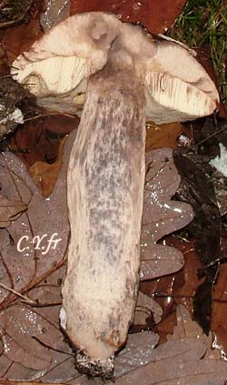 Photo 5 : Ã  la coupe, la chair de Leccinum aurantiacum, le bolet des chÃªnes, grisonne fortement.