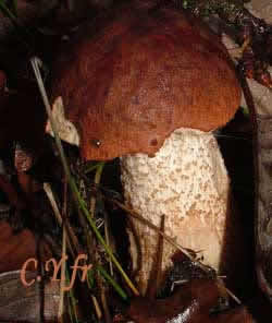 Sous chÃªnes ou divers feuillus : Leccinum aurantiacum, Bolet orangÃ© des chÃªnes.