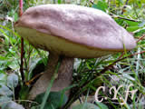 Leccinum duriusculum, Bolet rude des trembles, bolet des peupliers, bolet assez ferme.