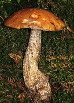 Leccinum versipelle avec squames du stipe noires dÃ¨s la jeunesse.