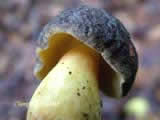 Boletus pruinatus, Xerocomus pruinatus, bolet pruineux.