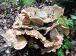 Polypore gigantesque