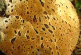 Polypore du chÃªne
