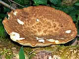 Polyporus lentus