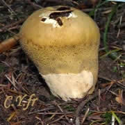 Au fur et Ã  mesure du murissement de la glÃ©ba, la partie haute de cette Calvatia excipuliformis change de couleur et commence Ã  se dÃ©sagrÃ©ger.