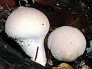 Lycoperdon pyriforme, Morganella piriforme