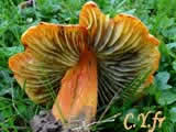 Hygrocybe pseudoconica, Hygrophore noircissant.