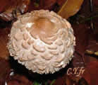 Chlorophyllum rhacodes LÃ©piote dÃ©guenillÃ©e