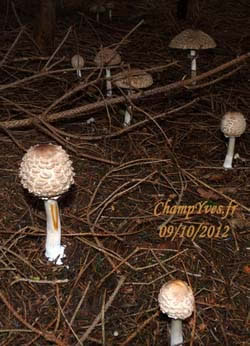 Chlorophyllum rhacodes, belle poussÃ©e de jeunes LÃ©piotes dÃ©guenillÃ©es.