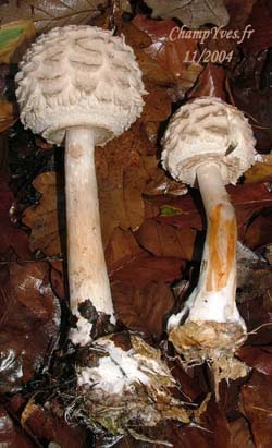 LÃ©piote dÃ©guenillÃ©e, Chlorophyllum rhacodes.