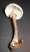  Macrolepiota procera.