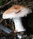 Leucocortinarius bulbiger, Leucocortinaire bulbeux, Leucocortinaire bulbeux blanc, Faux cortinaire bulbeux, Cortinaire Ã  spores blanches, 