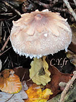 Photo 2 : Lepiota konradii, Lépiote de Konrad, chapeau plus ou moins mamelonné et excoriation en étoile.