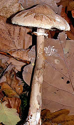 Photo 3 : Lépiote étoilée, Macrolepiota konradii : stipe élancé, disque mamelonné et excorié en étoile.