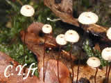 Marasmius bulliardii
