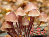 Mycena haematopus, Mycène Ã  lait rouge.