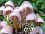 Mycena renatii