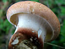 Neolentinus degener, Lentinus cyathiformis, Lentin en coupe, Lentin de Schaeffer...