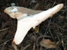 Lentinus cyathiformis