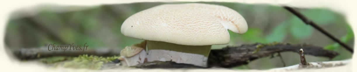 Neolentinus degener, Lentinus cyathiformis, Neolentinus schaefferi, Lentinus degener, Lentinus schaefferi