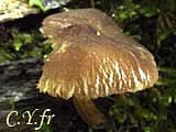 Pluteus rimulosus