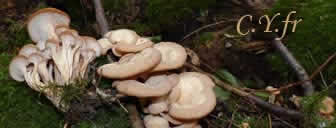 Lentinellus cochleatus var. inolens