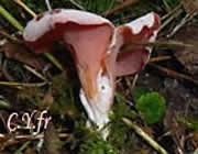 Tremiscus helvelloides, Tremelle helvelloÃ¯de