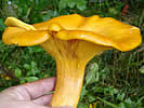 Omphalotus illudens, Clitocybe trompeur